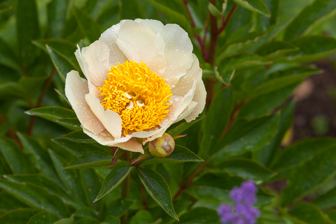 Hidcote 2015 (16)